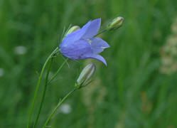 Campanula rotundifolia / Rundblttrige Glockenblume / Einzelblte / Campanulaceae / Glockenblumengewchse