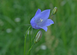 Campanula rotundifolia / Rundblttrige Glockenblume / Einzelblte / Campanulaceae / Glockenblumengewchse