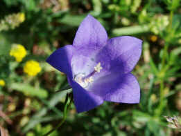 Campanula rotundifolia / Rundblttrige Glockenblume / Einzelblte / Campanulaceae / Glockenblumengewchse