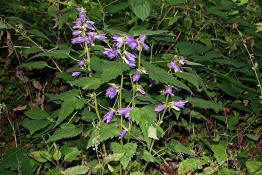 Campanula trachelium / Nesselblttrige Glockenblume / Campanulaceae / Glockenblumengewchse