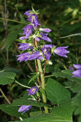 Campanula trachelium / Nesselblttrige Glockenblume / Campanulaceae / Glockenblumengewchse