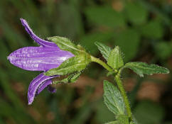 Campanula trachelium / Nesselblttrige Glockenblume / Campanulaceae / Glockenblumengewchse