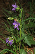 Campanula trachelium / Nesselblttrige Glockenblume / Campanulaceae / Glockenblumengewchse