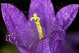 Campanula trachelium / Nesselblttrige Glockenblume / Campanulaceae / Glockenblumengewchse