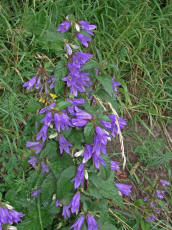 Campanula trachelium / Nesselblttrige Glockenblume / Campanulaceae / Glockenblumengewchse