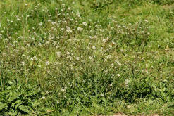 Capsella bursa-pastoris / Gewhnliches Hirtentschel / Brassicaceae / Kreuzbltengewchse