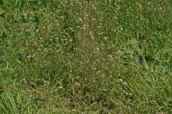 Capsella bursa-pastoris / Gewöhnliches Hirtentäschel / Brassicaceae / Kreuzblütengewächse