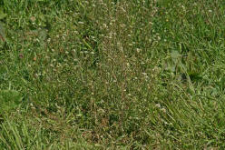 Capsella bursa-pastoris / Gewhnliches Hirtentschel / Brassicaceae / Kreuzbltengewchse