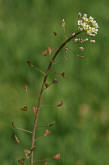 Capsella bursa-pastoris / Gewöhnliches Hirtentäschel / Brassicaceae / Kreuzblütengewächse