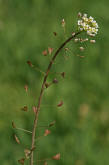 Capsella bursa-pastoris / Gewhnliches Hirtentschel / Brassicaceae / Kreuzbltengewchse