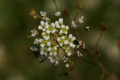 Capsella bursa-pastoris / Gewhnliches Hirtentschel / Brassicaceae / Kreuzbltengewchse