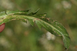 Capsella bursa-pastoris / Gewöhnliches Hirtentäschel / Brassicaceae / Kreuzblütengewächse (Grundblätter)