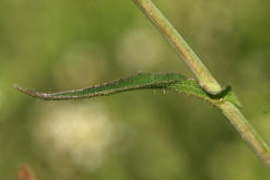 Capsella bursa-pastoris / Gewöhnliches Hirtentäschel / Brassicaceae / Kreuzblütengewächse (Stängelblatt)