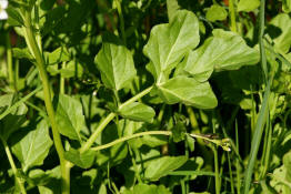 Cardamine amara / Bitteres Schaumkraut / Brassicaceae / Kreuzbltengewchse