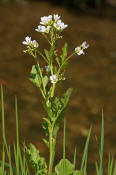 Cardamine amara / Bitteres Schaumkraut / Brassicaceae / Kreuzbltengewchse