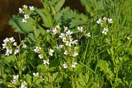 Cardamine amara / Bitteres Schaumkraut / Brassicaceae / Kreuzbltengewchse