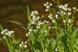 Cardamine amara / Bitteres Schaumkraut / Brassicaceae / Kreuzbltengewchse