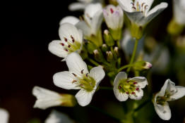 Cardamine amara / Bitteres Schaumkraut / Brassicaceae / Kreuzbltengewchse