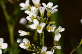 Cardamine amara / Bitteres Schaumkraut / Brassicaceae / Kreuzbltengewchse