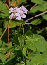 Cardamine bulbifera / Zwiebel-Zahnwurz / Brassicaceae / Kreuzbltengewchse