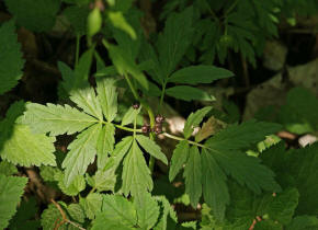 Cardamine bulbifera / Zwiebel-Zahnwurz / Brassicaceae / Kreuzbltengewchse