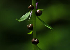 Cardamine bulbifera / Zwiebel-Zahnwurz / Brassicaceae / Kreuzbltengewchse