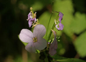 Cardamine bulbifera / Zwiebel-Zahnwurz / Brassicaceae / Kreuzbltengewchse