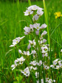 Cardamine pratensis / Wiesen- Schaumkraut / Brassicaceae / Kreuzbltengewchse