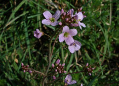 Cardamine pratensis / Wiesen- Schaumkraut / Brassicaceae / Kreuzbltengewchse