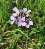 Cardamine pratensis / Wiesen- Schaumkraut / Brassicaceae / Kreuzbltengewchse