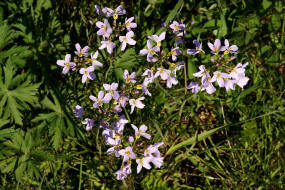 Cardamine pratensis / Wiesen- Schaumkraut / Brassicaceae / Kreuzbltengewchse