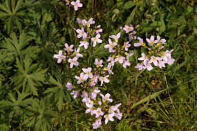 Cardamine pratensis / Wiesen- Schaumkraut / Brassicaceae / Kreuzbltengewchse