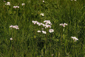 Cardamine pratensis / Wiesen- Schaumkraut / Brassicaceae / Kreuzbltengewchse