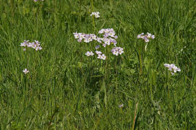 Cardamine pratensis / Wiesen- Schaumkraut / Brassicaceae / Kreuzbltengewchse