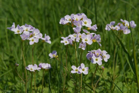 Cardamine pratensis / Wiesen- Schaumkraut / Brassicaceae / Kreuzbltengewchse