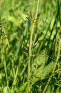 Cardamine pratensis / Wiesen- Schaumkraut / Brassicaceae / Kreuzbltengewchse (Stngelbltter)