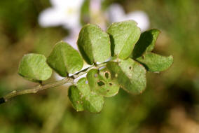 Cardamine pratensis / Wiesen- Schaumkraut / Brassicaceae / Kreuzbltengewchse (Grundblatt)