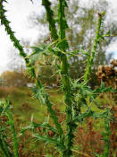 Carduus acanthoides / Weg-Distel / Asteraceae / Korbbltengewchse