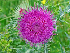 Carduus nutans / Nickende Distel / Asteraceae / Korbbltengewchse