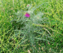 Carduus nutans / Nickende Distel / Asteraceae / Korbbltengewchse