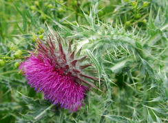 Carduus nutans / Nickende Distel / Asteraceae / Korbbltengewchse