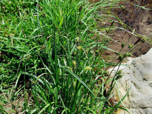 Carex distans / Entfernthrige Segge / Cyperaceae / Sauergrasgewchse