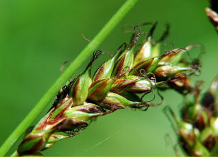 Carex distans / Entfernthrige Segge / Cyperaceae / Sauergrasgewchse