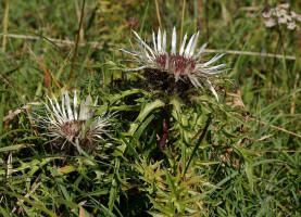 Carlina acaulis / Silberdistel / Groe Eberwurz / Asteraceae / Korbbltengewchse