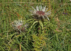 Carlina acaulis / Silberdistel / Groe Eberwurz / Asteraceae / Korbbltengewchse