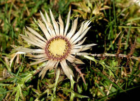 Carlina acaulis / Silberdistel / Groe Eberwurz / Asteraceae / Korbbltengewchse