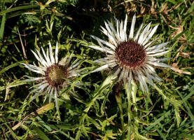 Carlina acaulis / Silberdistel / Groe Eberwurz / Asteraceae / Korbbltengewchse