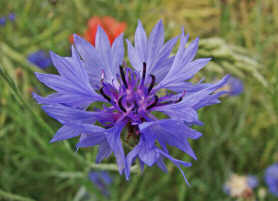 Cyanus segetum (syn. Centaurea cyanus) / Kornblume / Asteraceae / Korbblütengewächse