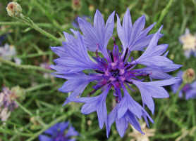 Cyanus segetum (syn. Centaurea cyanus) / Kornblume / Asteraceae / Korbbltengewchse