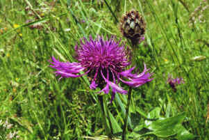 Centaurea scabiosa / Skabiosen-Flockenblume / Asteraceae / Korbbltengewchse